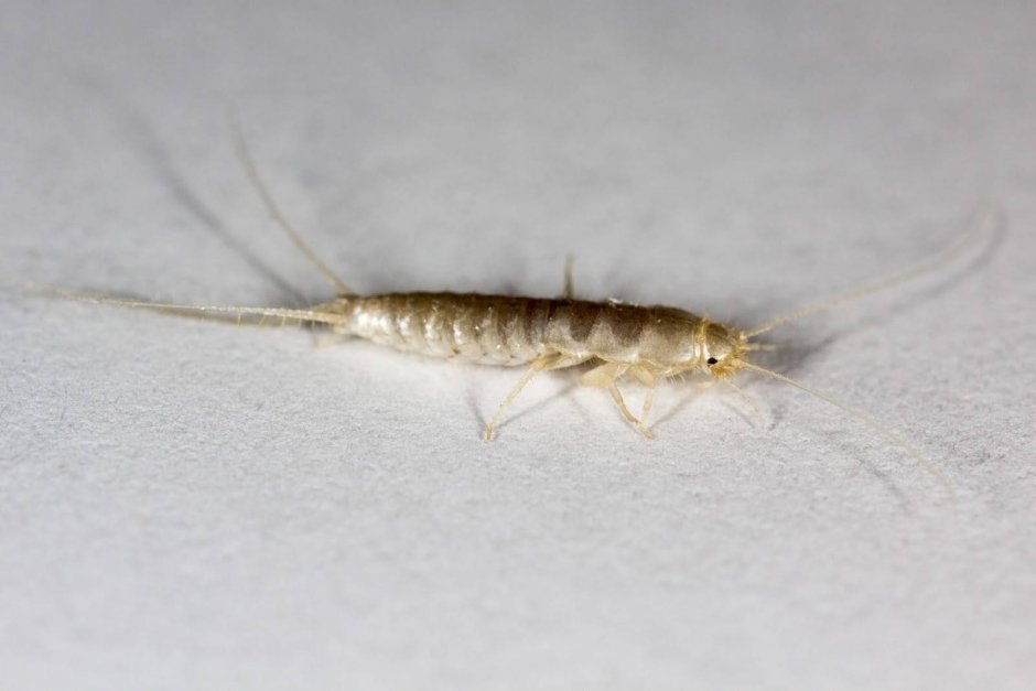 Lepisma saccharina чешуйница обыкновенная