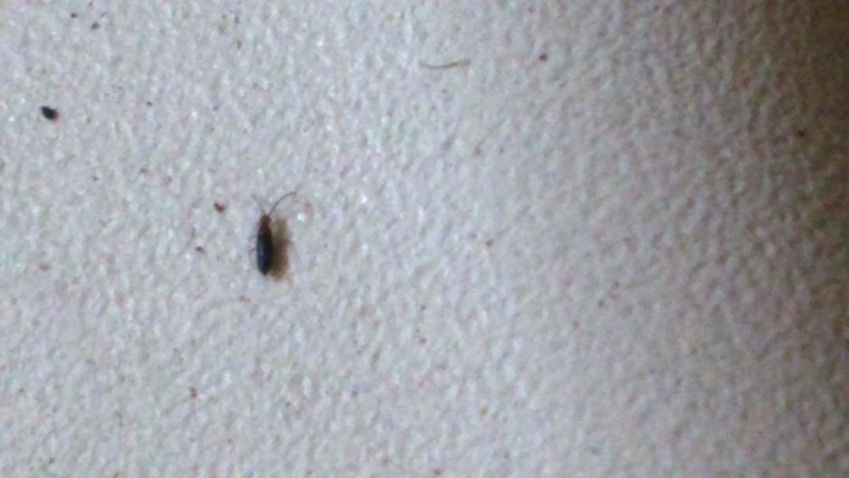 Маленький зеленый жучок 5мм