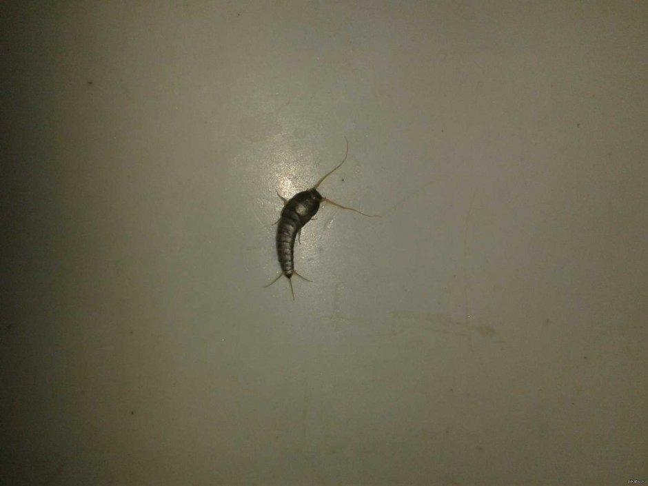 Мокрица червячки