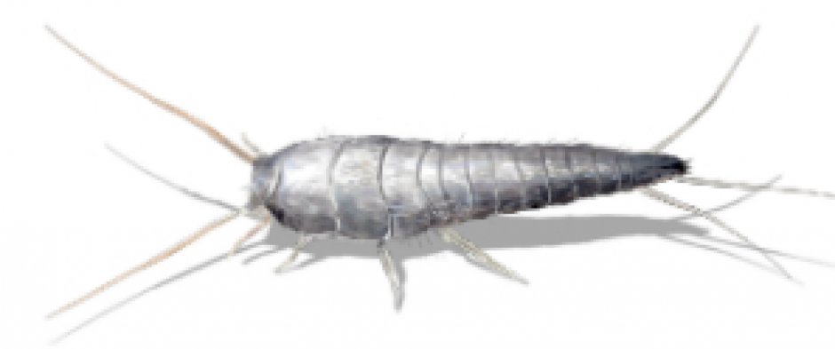 Чешуйница Пещерная