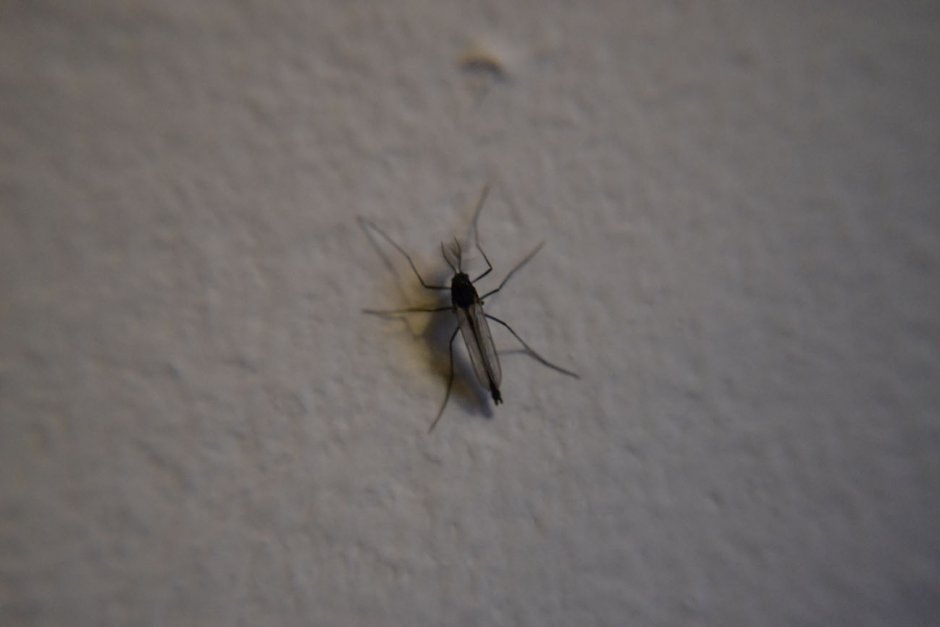 Маленькие летающие насекомые