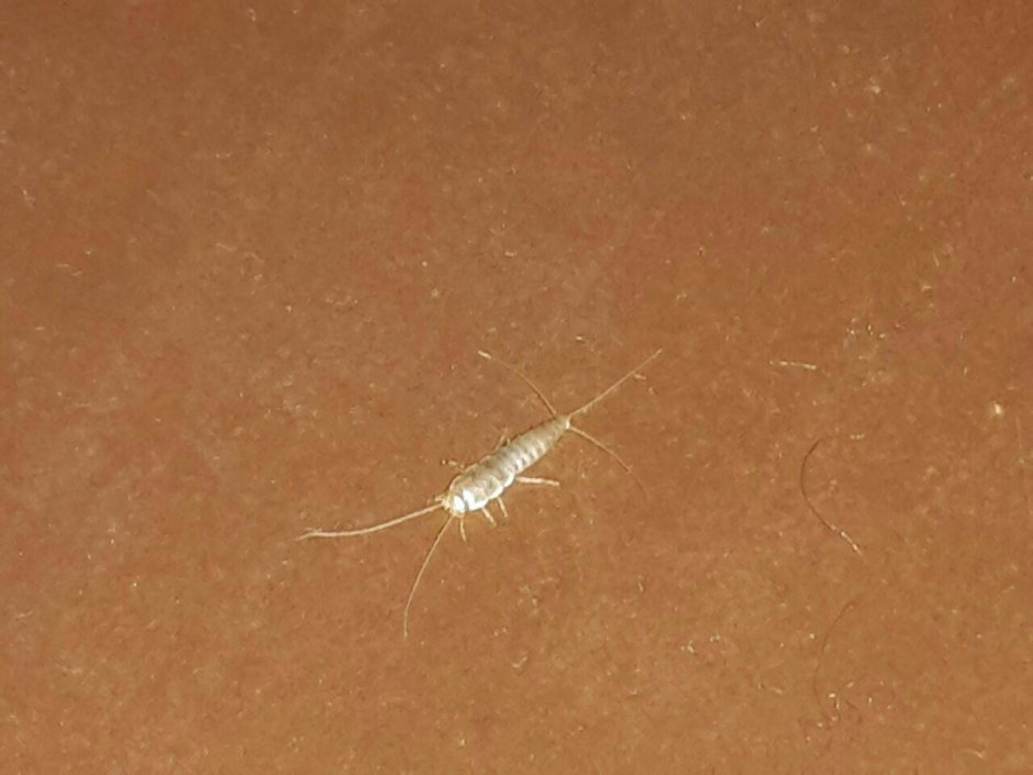 Мокрица чешуйница