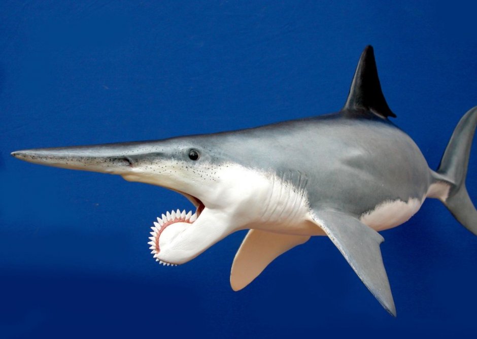 Вымершая акула геликоприон