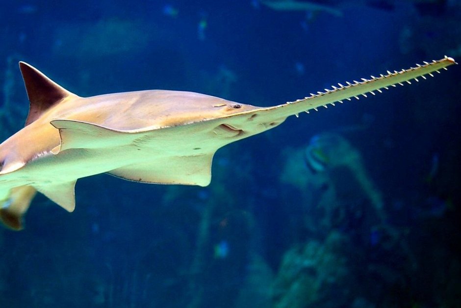 Пилорылый Скат