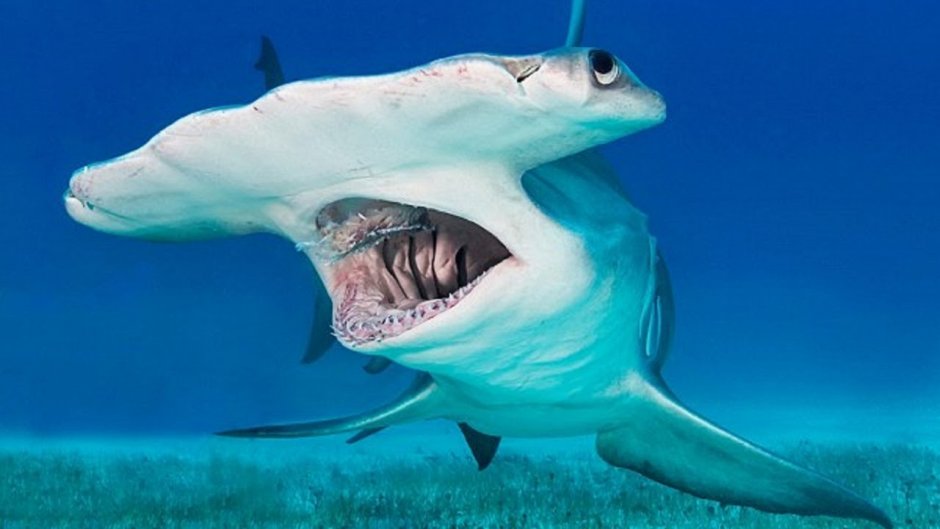 Акула молот Акуленок