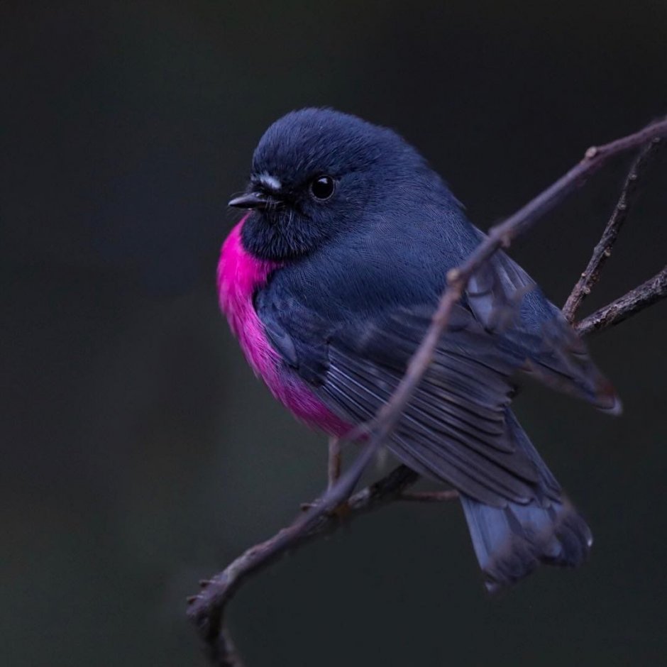 Малиновогрулвя петроика