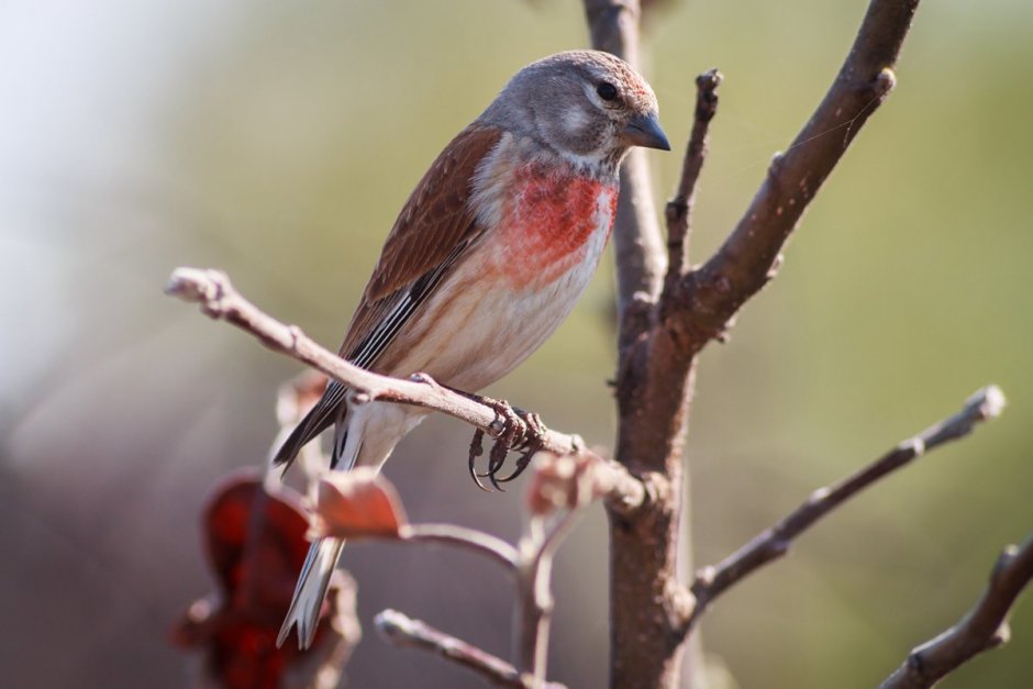 Певчие Лесные птицы Реполов