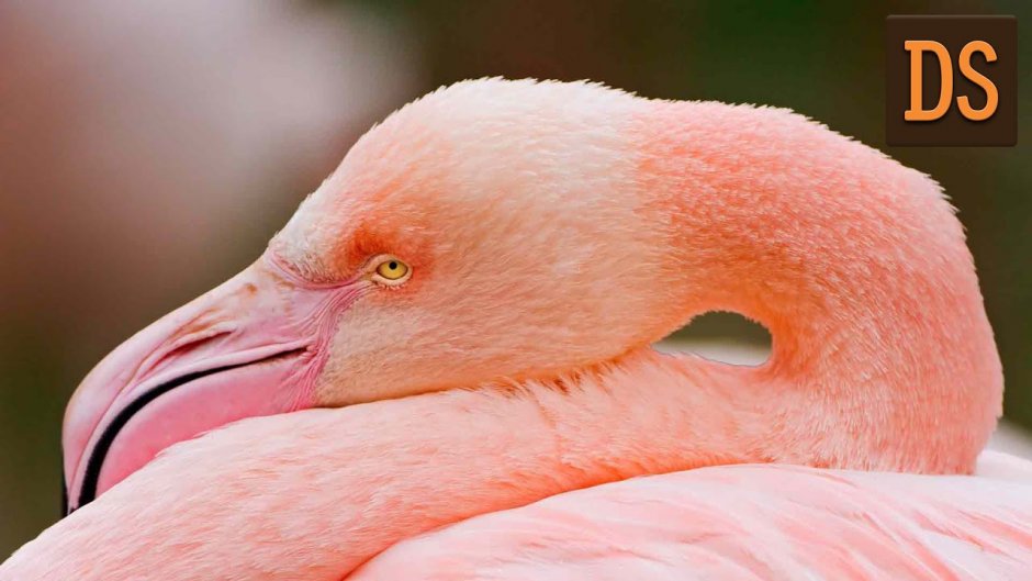 Фламинго Грейтер