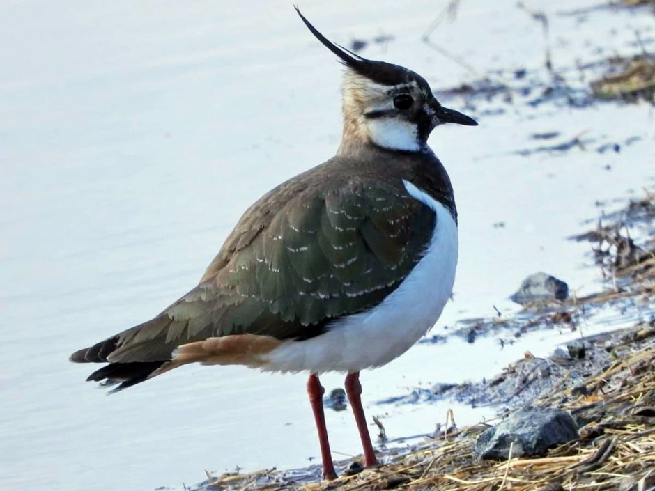 Чибис Калининград птица