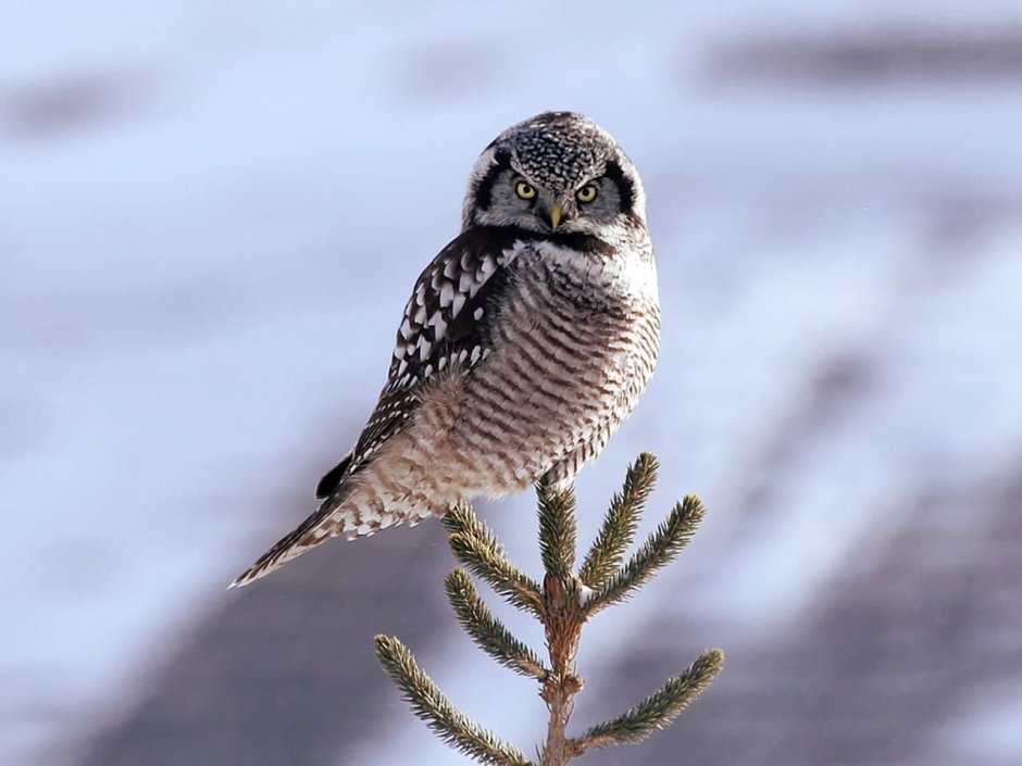 Ястребиная Сова