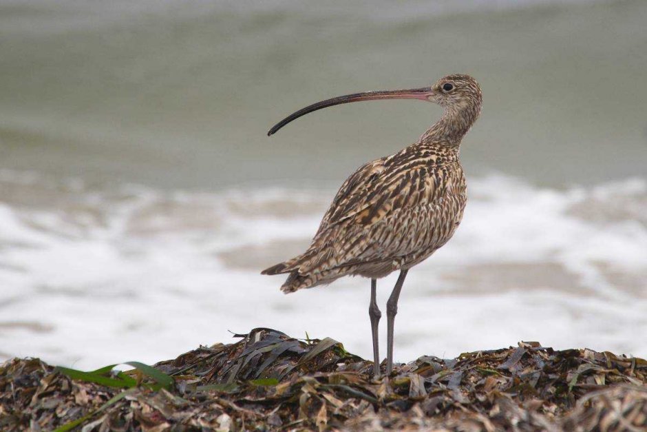 Большой кроншнеп птица