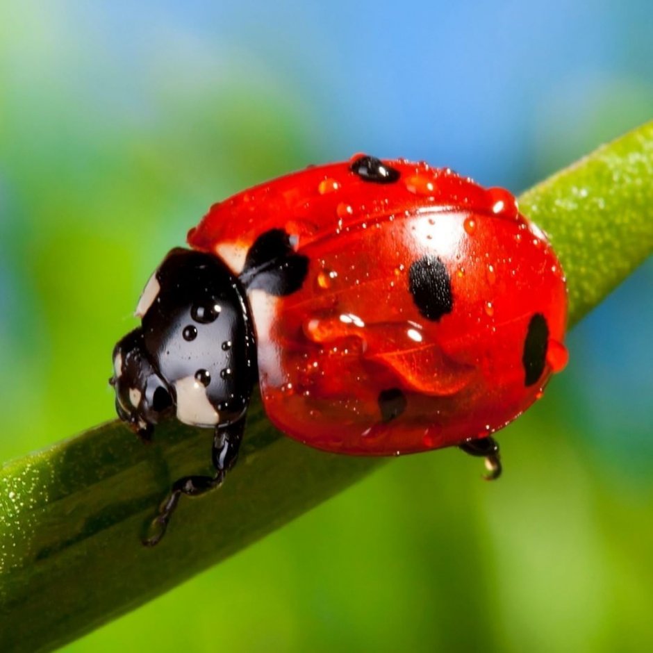 Коровка семнадцатиточечная