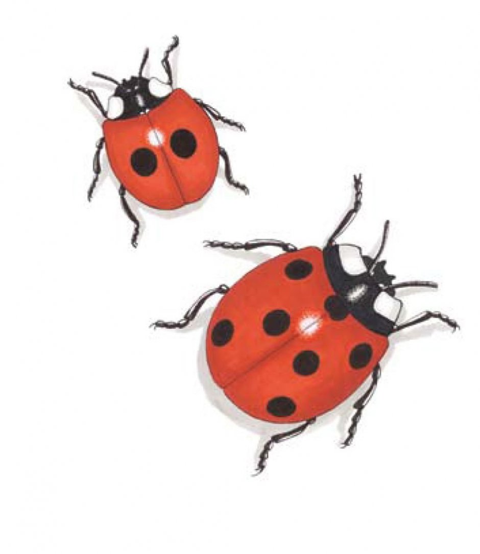 Жёлтый Жук с чёрными точками