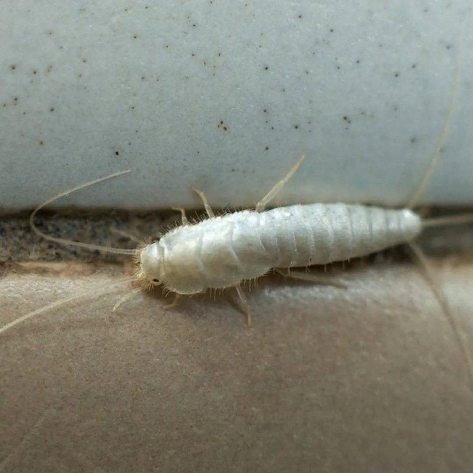 Канализационные мухи