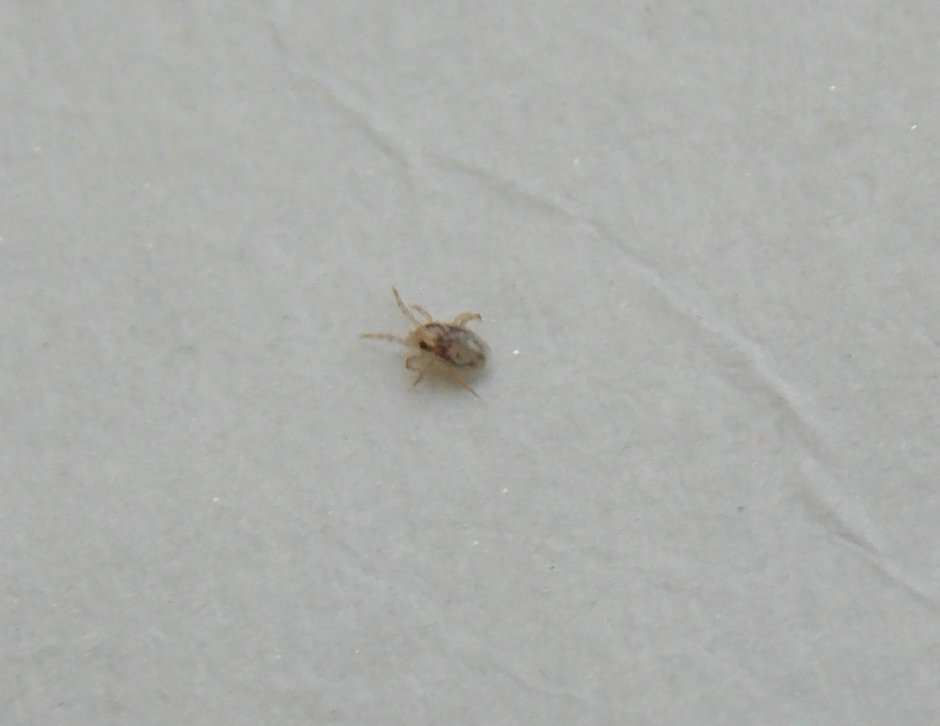 Мокрица Жук личинки