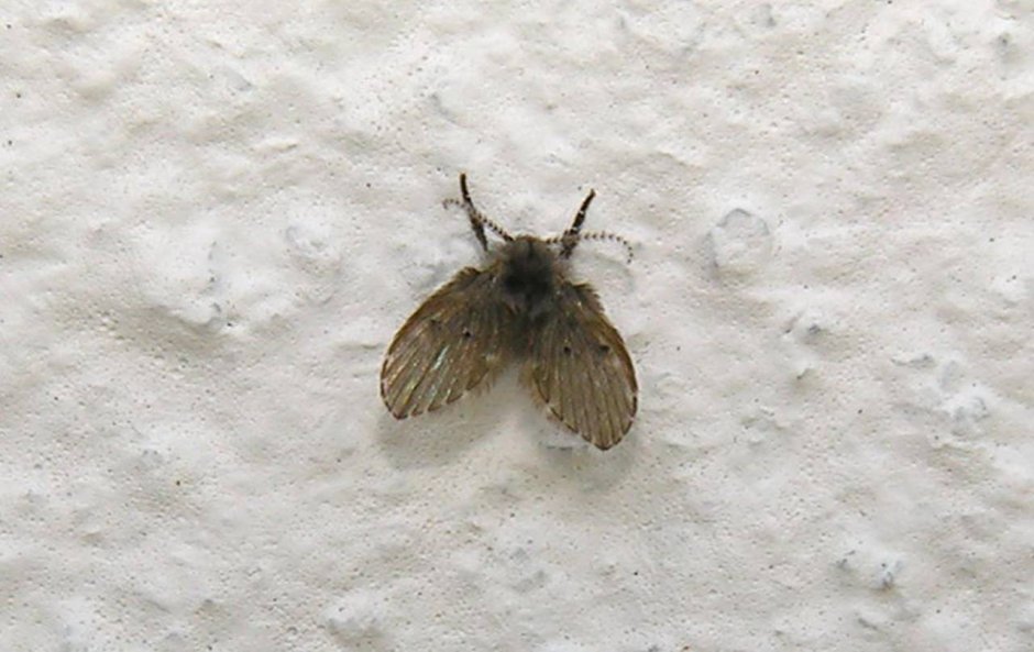 Маленькие прыгучие жучки