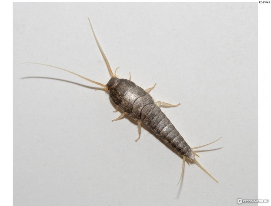 Серебрянка чешуйница личинки