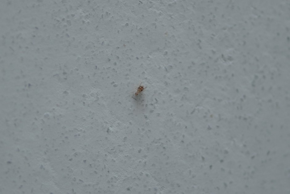 Обыкновенная чешуйница личинка