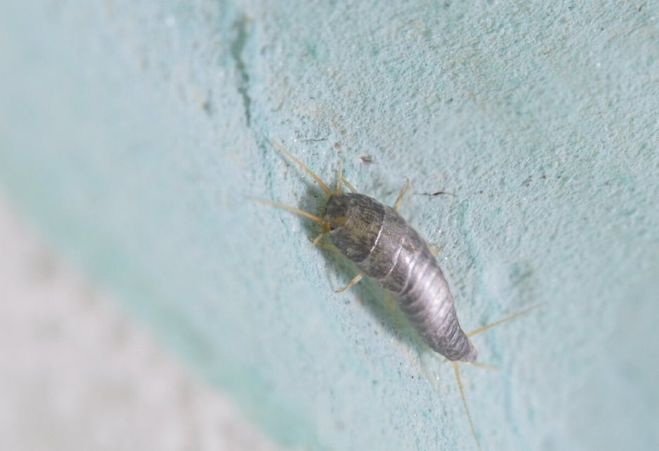 Венесуэльский пуделевый мотылек тутовый шелкопряд