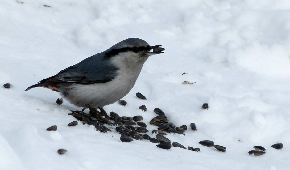 Зимующие птицы ворона, Снегирь, синица, Воробей