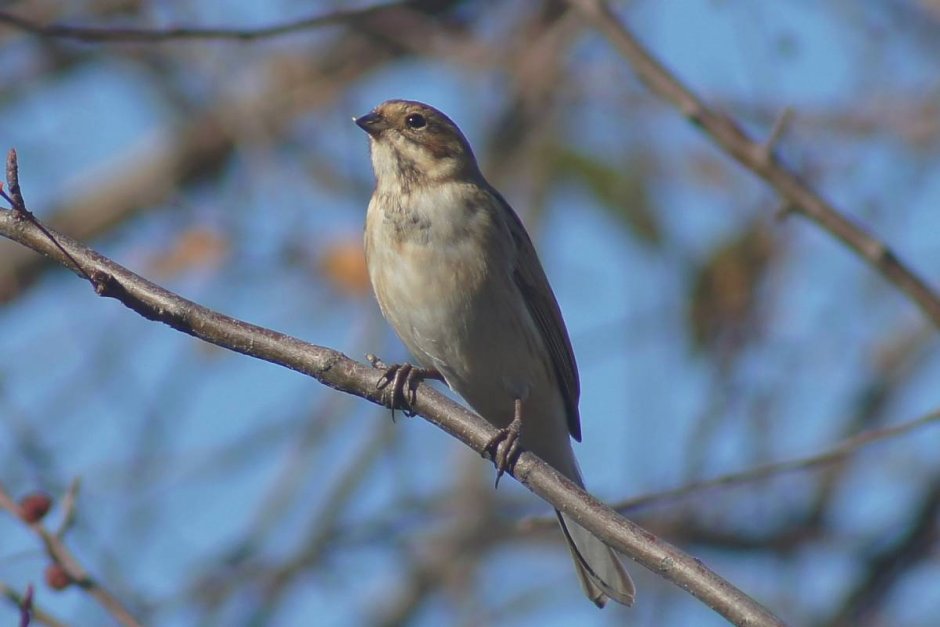 Мелкие птицы Алтайского края