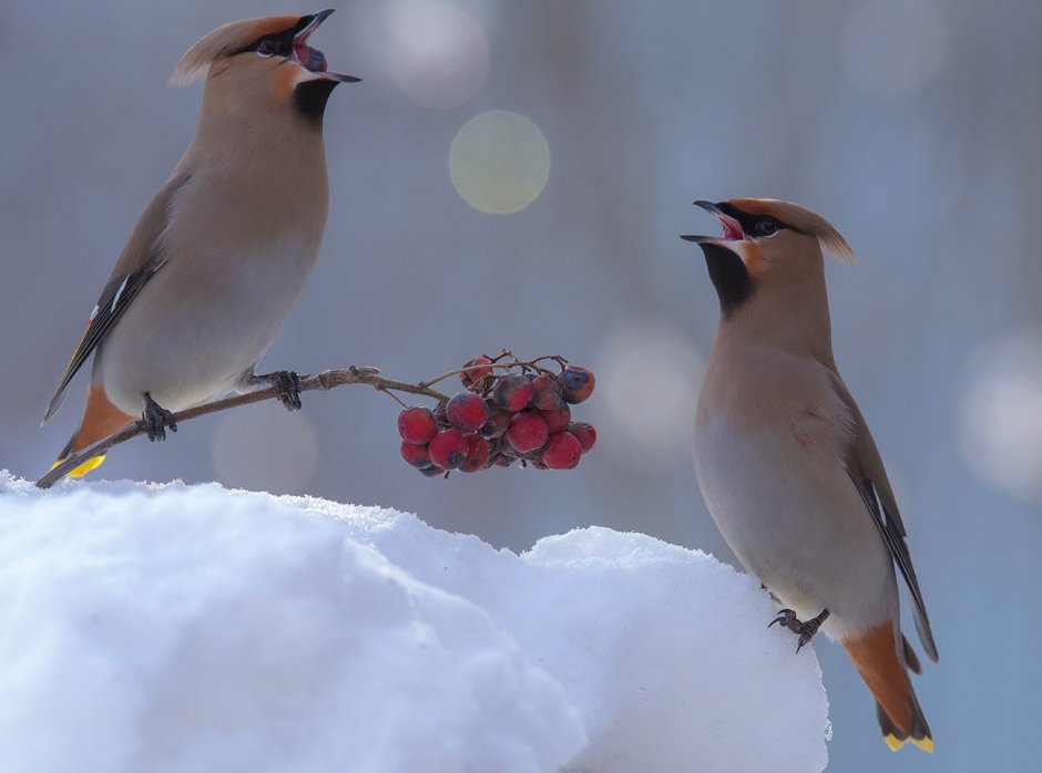 Свиристель Забайкальского края птицы