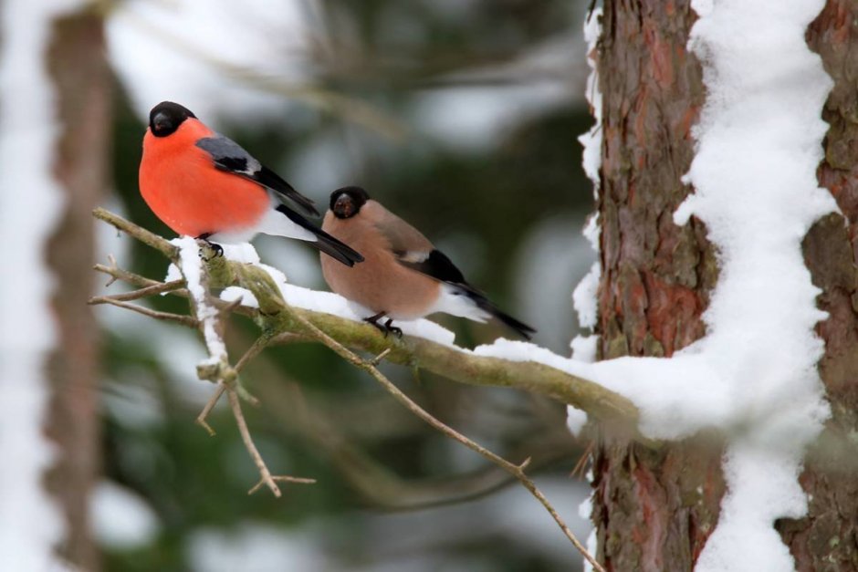 Биоразнообразие птиц