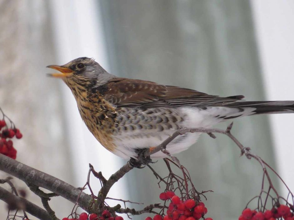 Перелетные и зимующие птицы список для детей
