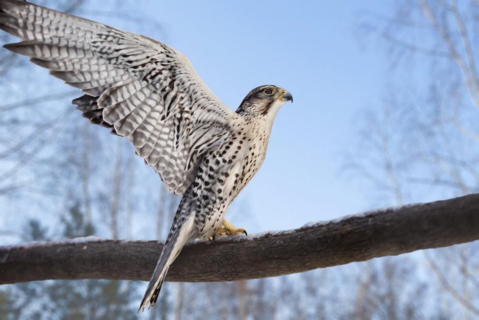 Красноплечий канюк