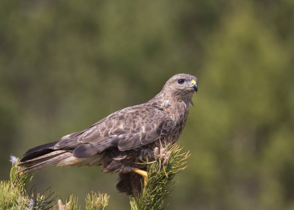 Краснохвостый ястреб - краснохвостый канюк