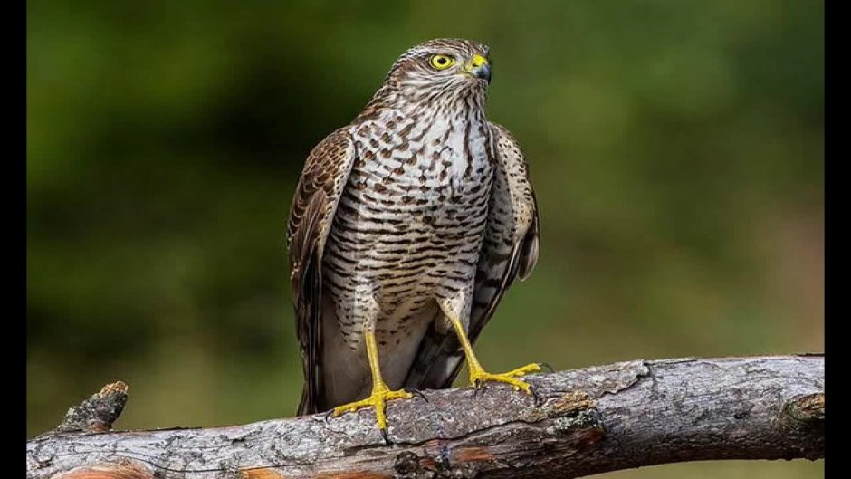 Хищные птицы Подмосковья