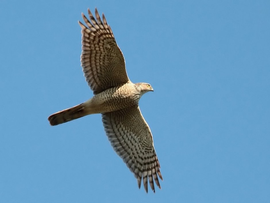 Хищные птицы Ленинградской области Сокол