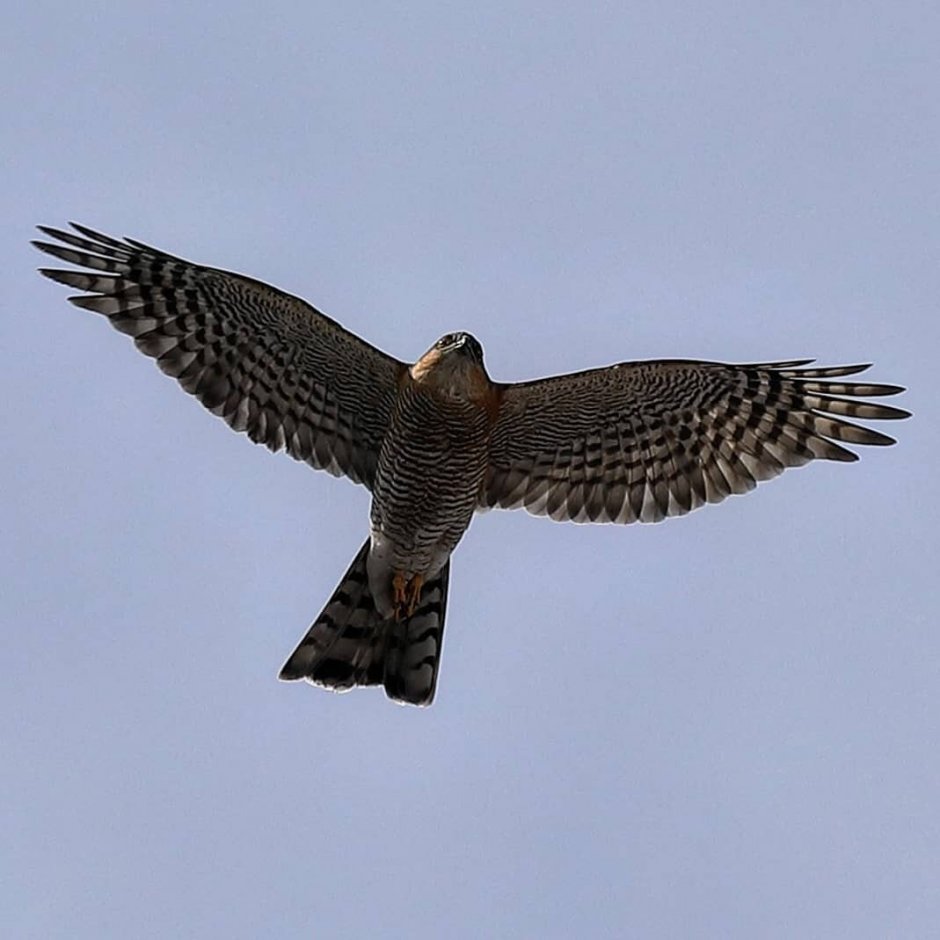 Ястреб-перепелятник с добычей