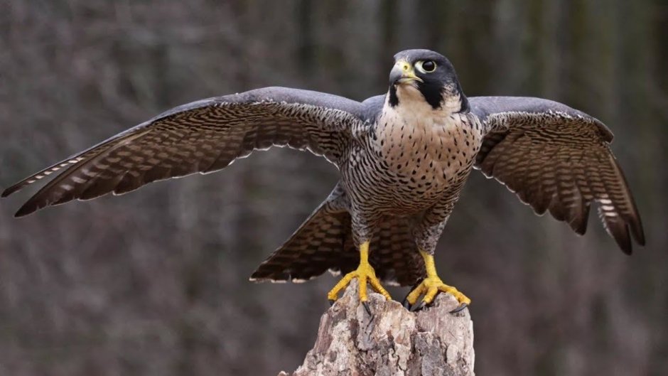 Ястреб канюк Орел