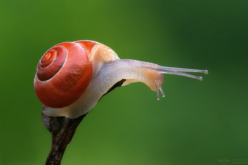 Улитка биомфолария