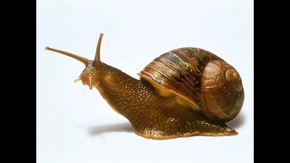 Забавная улитка