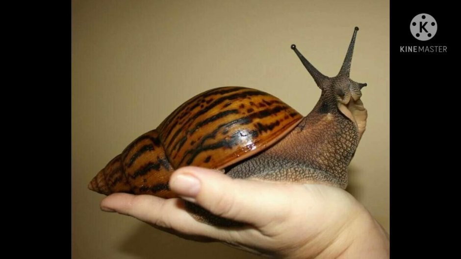 Улитка с прозрачной раковиной