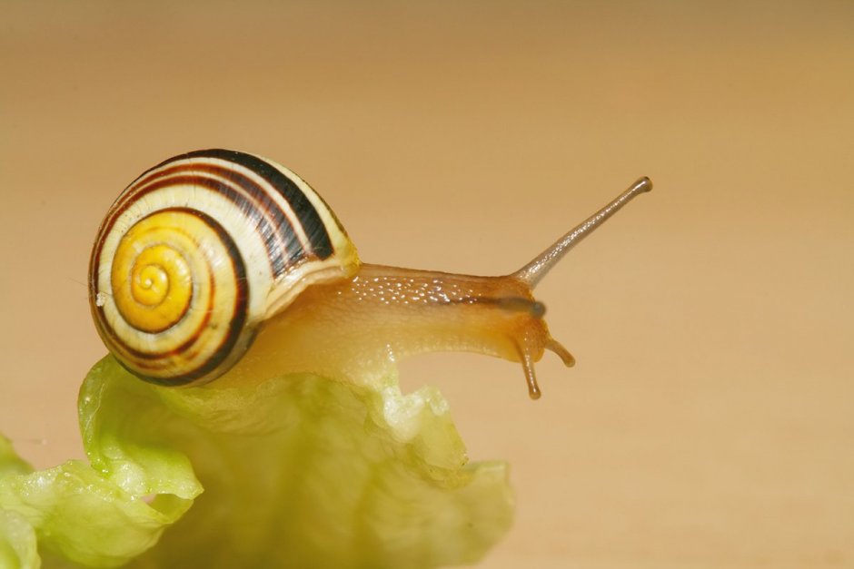 Улитка тиара