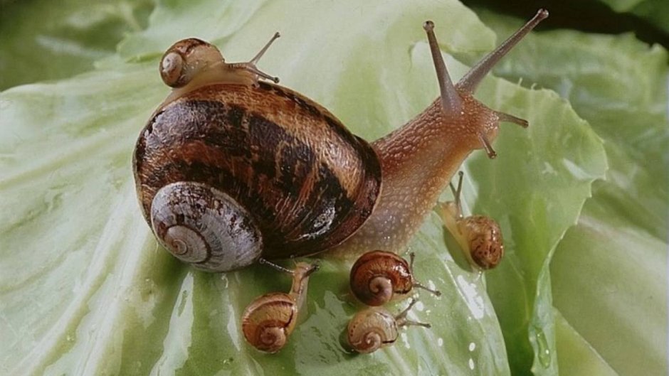 Африканские улитки ахатины