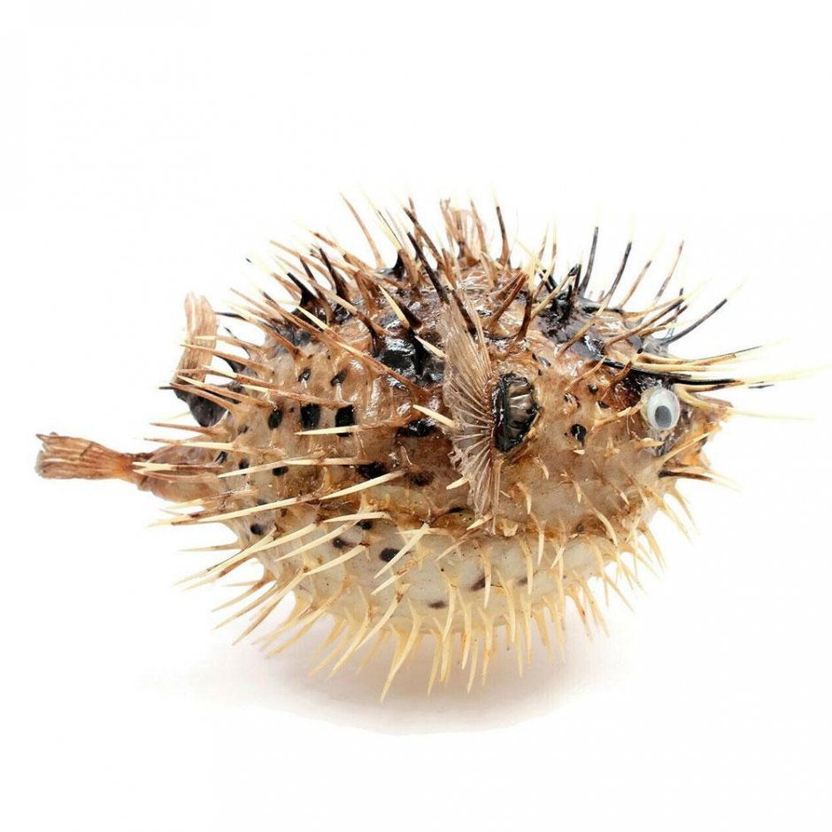 Еж-Дикобраз рыба