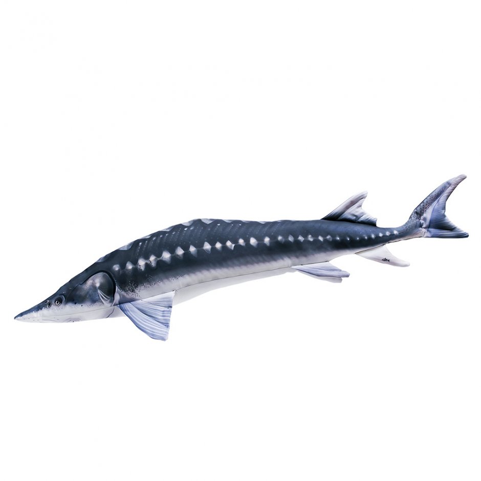 Рыба с колючками по бокам