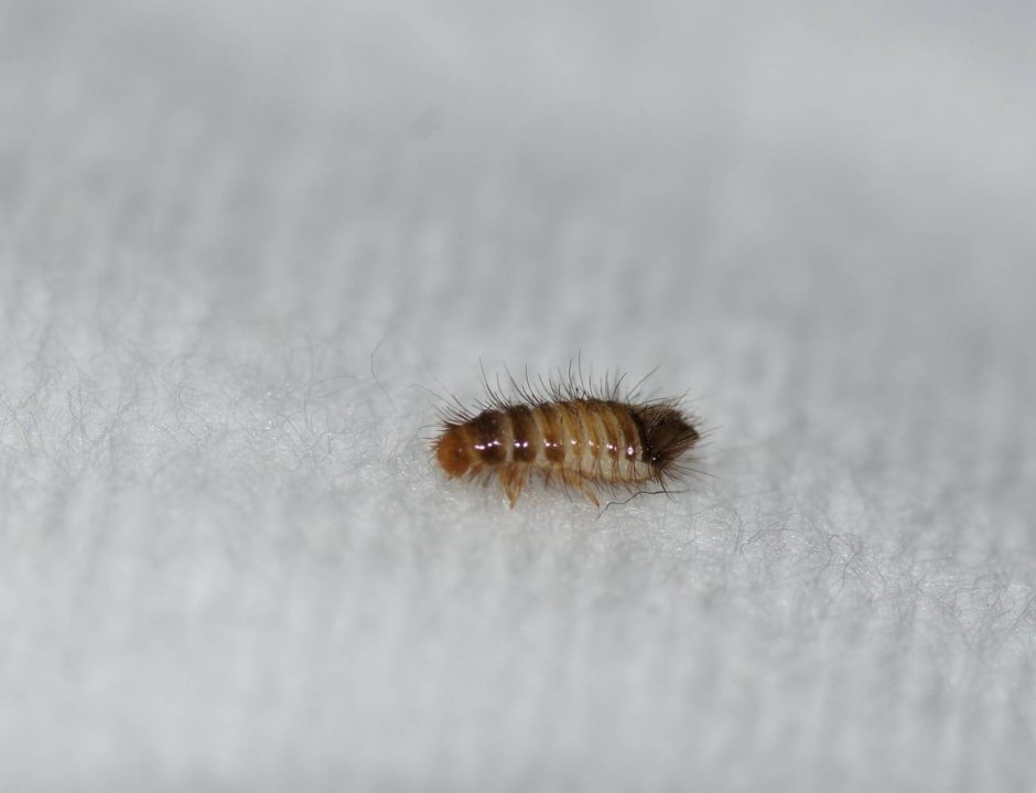 Черное мохнатое насекомое