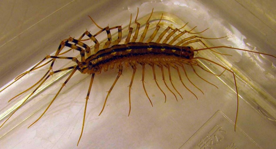 Мокрица обыкновенная