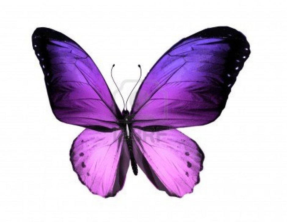 Бабочки розовые голубые сиреневые