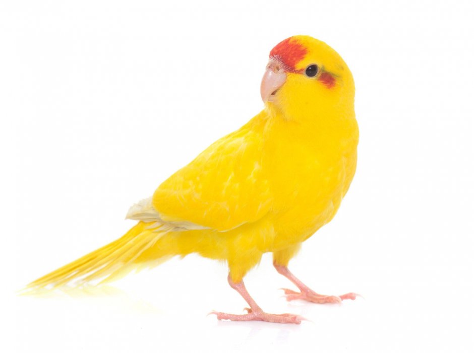 Белый какарик попугай