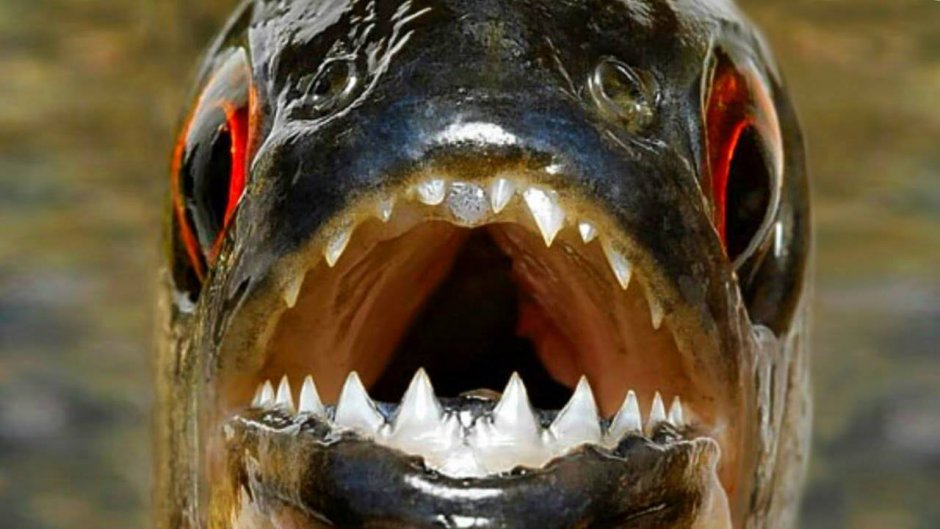 Бонневильская форель