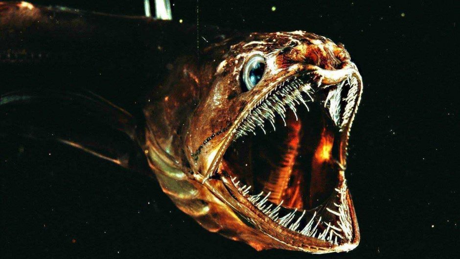 Амбистома и аксолотль