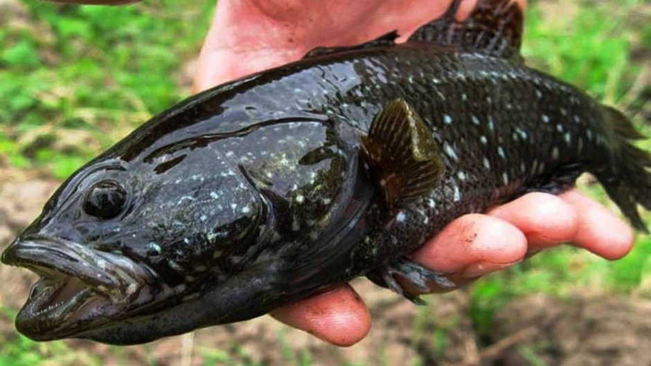 Миссисипский панцирник речные монстры