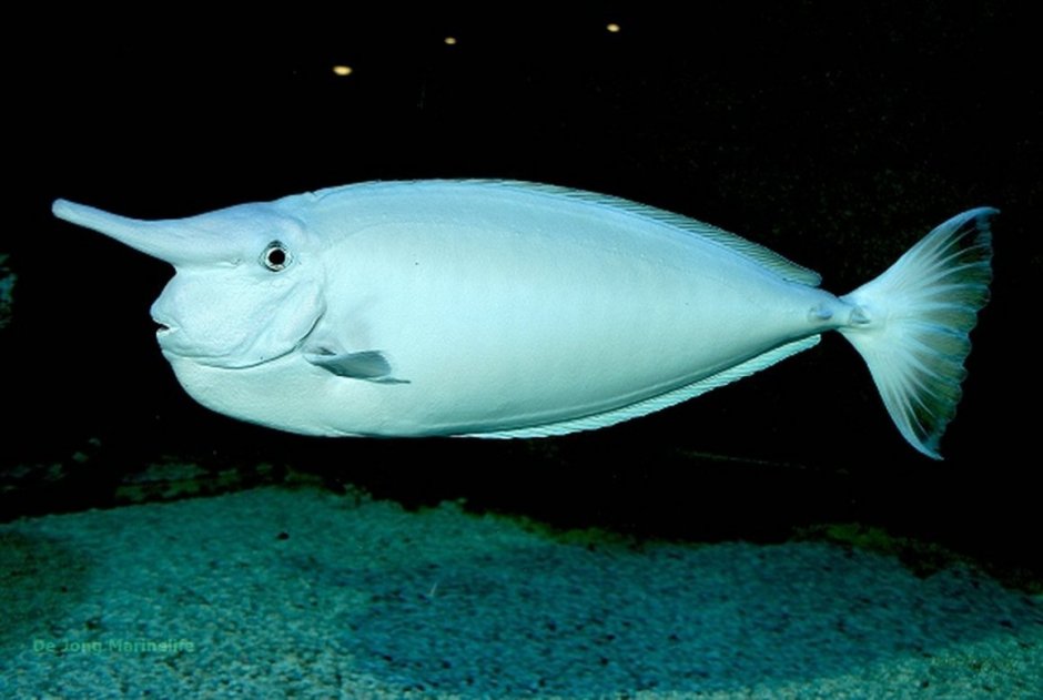 Рыба носорог синешипая