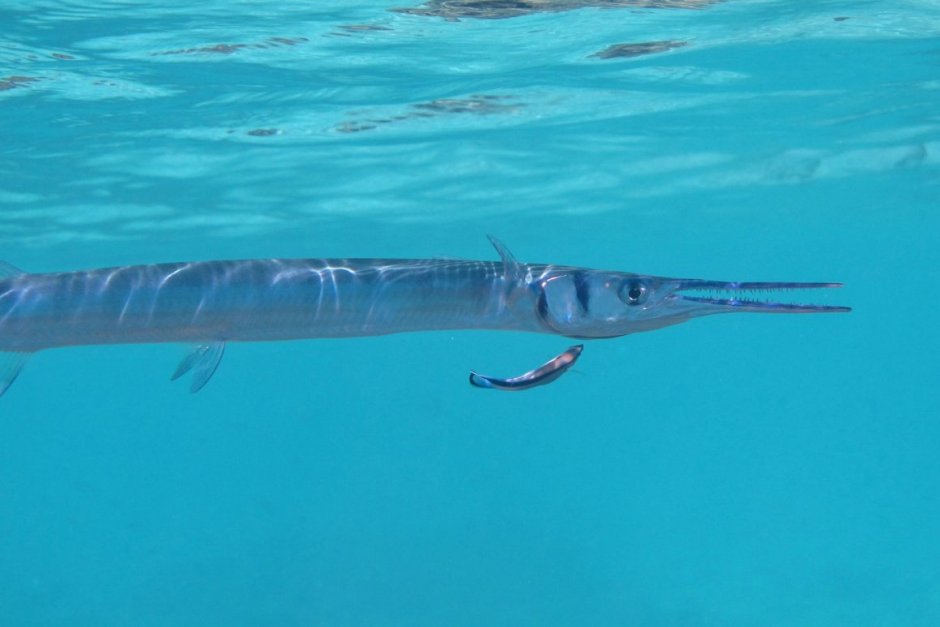 Черноморская Пухлощёкая рыба-игла